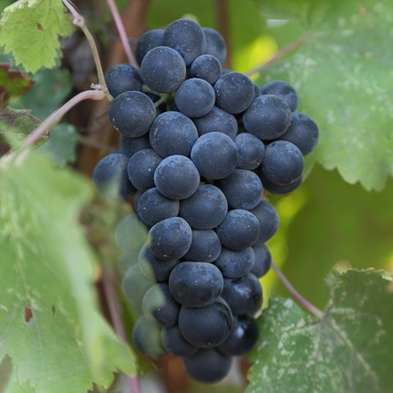 Cabernet Sauvignon