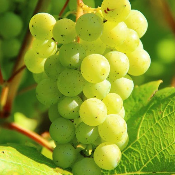 Chardonnay