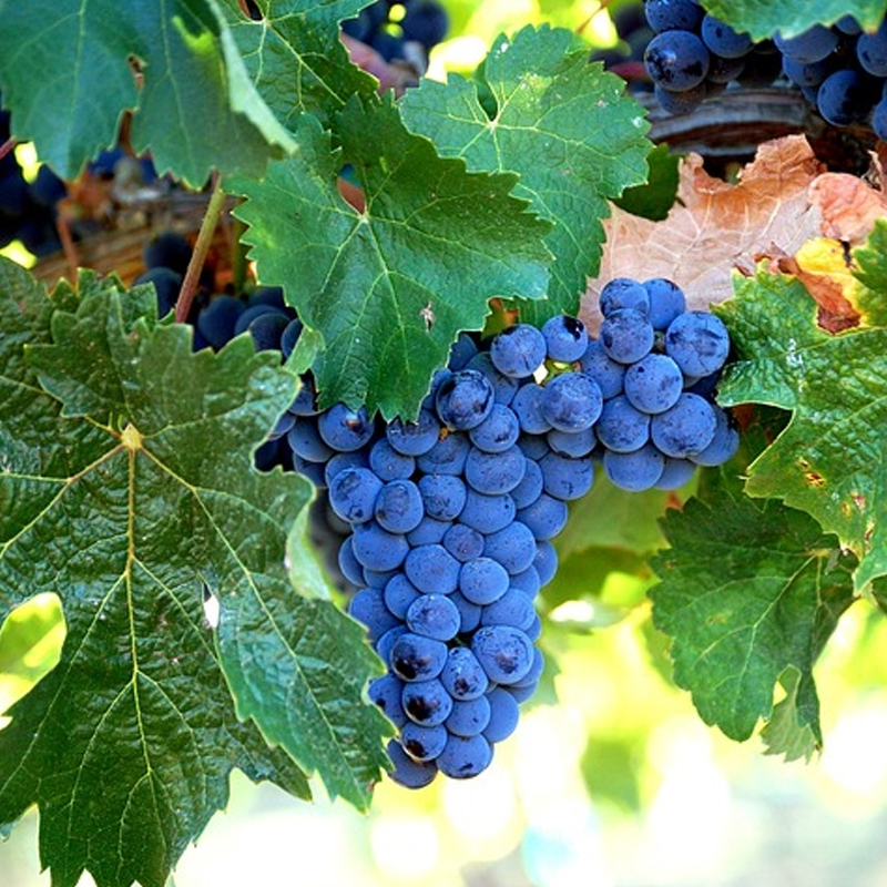 Merlot
