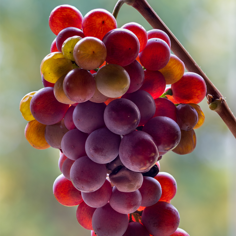 Pinot Grigio