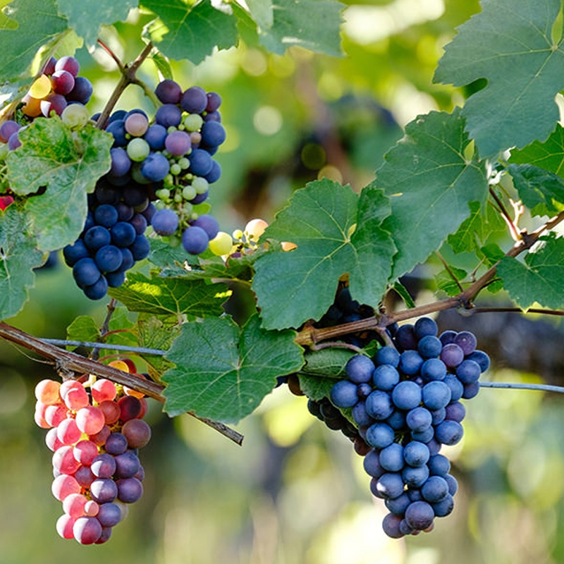 Pinot Noir