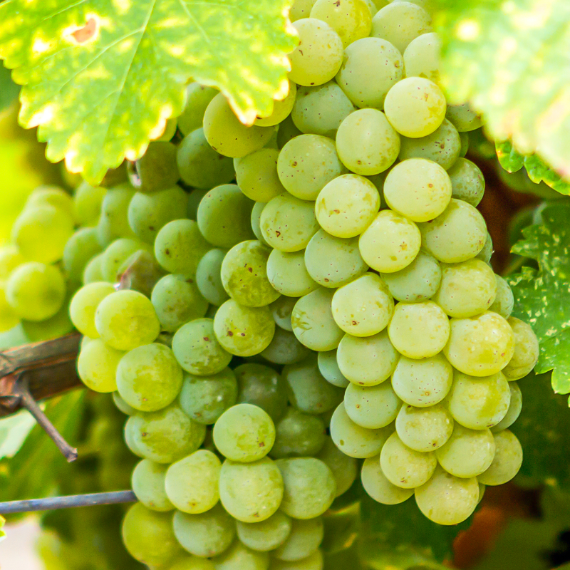 Sauvignon Blanc