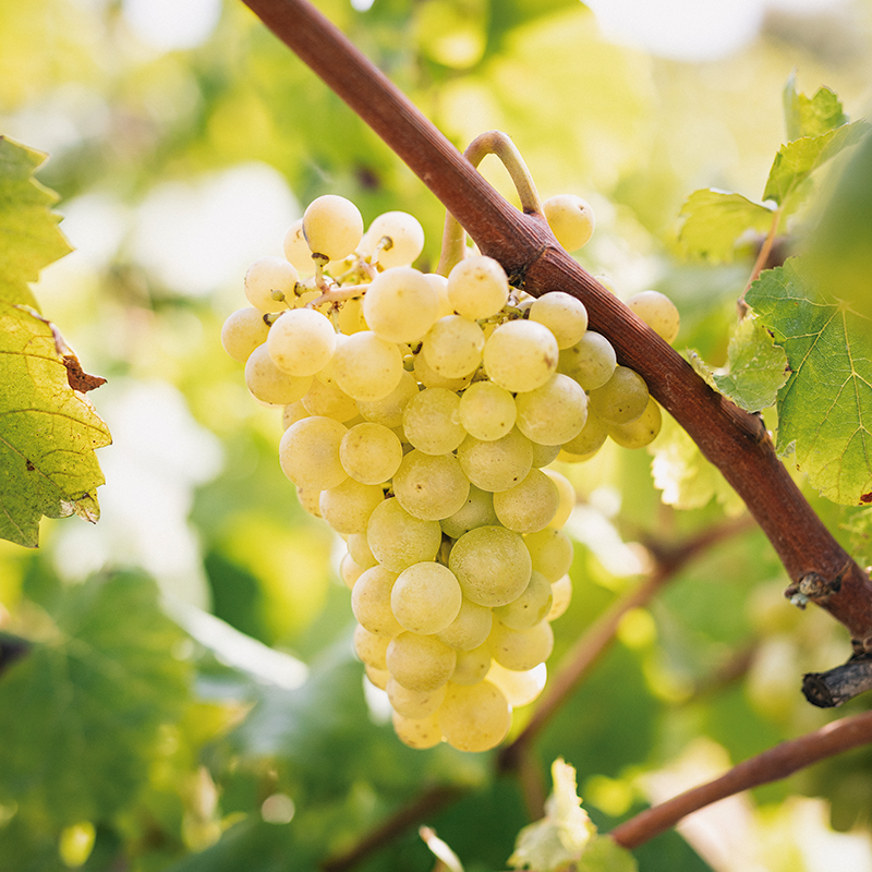 Sparkling Wine