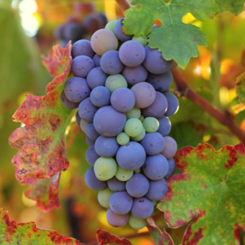 Zinfandel